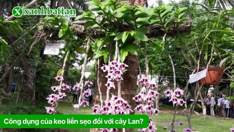 Công dụng của keo liền sẹo đối với cây Lan?