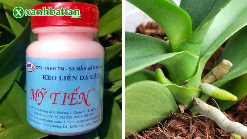 Keo liền da cây Mỹ Tiến cho Lan