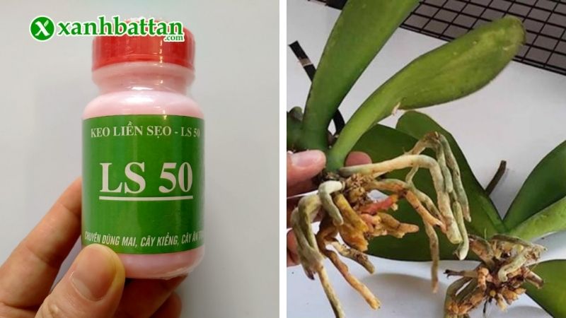 Keo liền da cây LS50 cho Lan