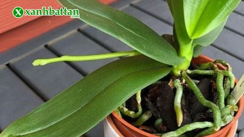 Lưu ý khi sử dụng keo liền sẹo cho Lan