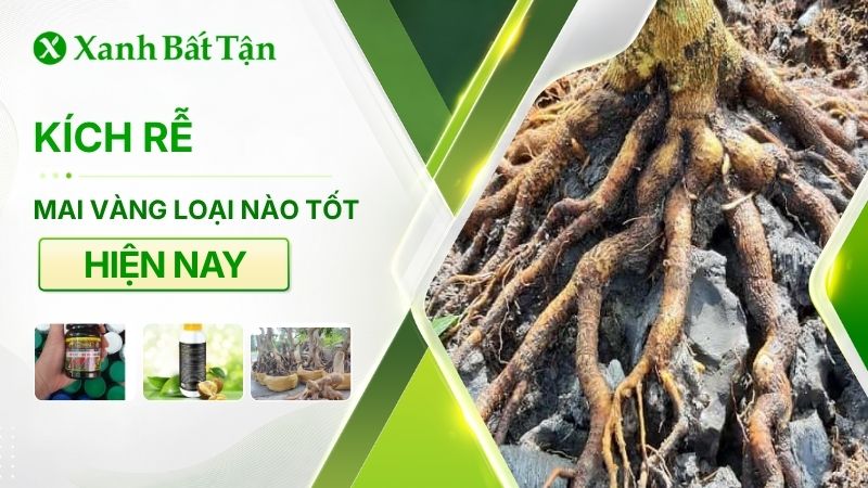 Kích rễ Mai vàng loại nào tốt hiện nay?