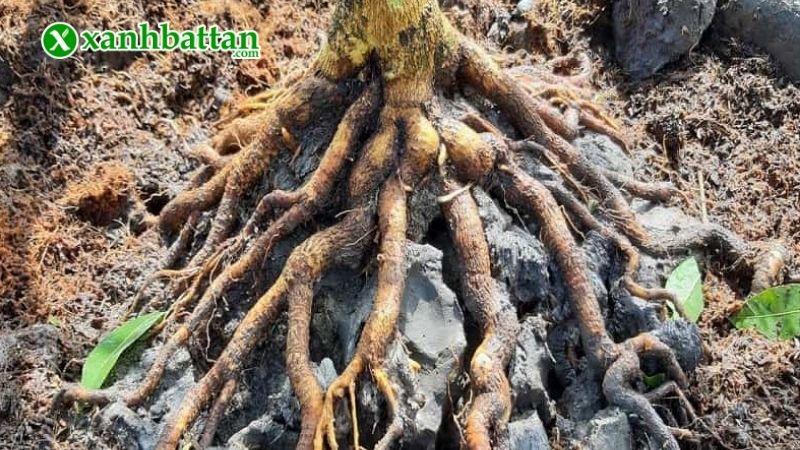 Vai trò của thuốc kích rễ Mai vàng?