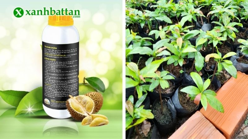 Thuốc kích rễ Mai vàng Roots 10 USA
