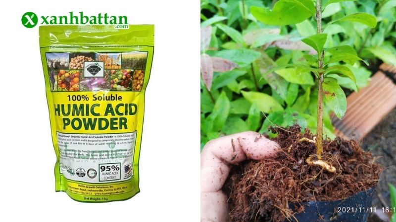 Phân bón kích rễ Mai vàng Acid Humic dạng bột
