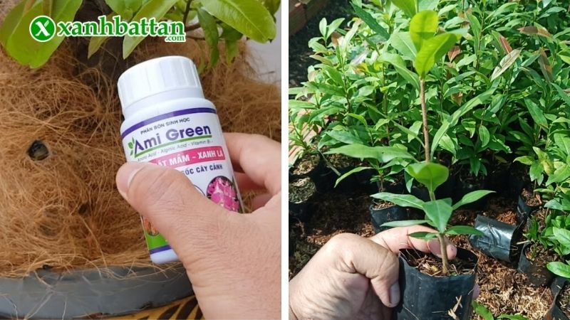 Phân bón sinh học Ami Green - kích rễ, kích mầm, giải độc cây