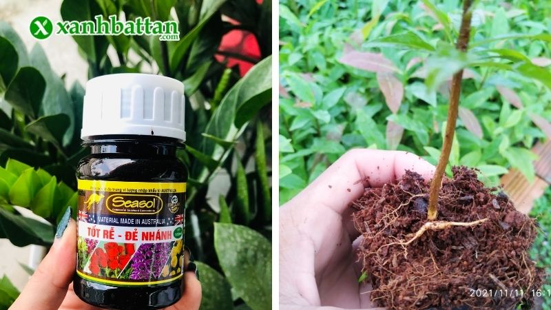 Phân bón kích rễ, tạo chồi Seasol