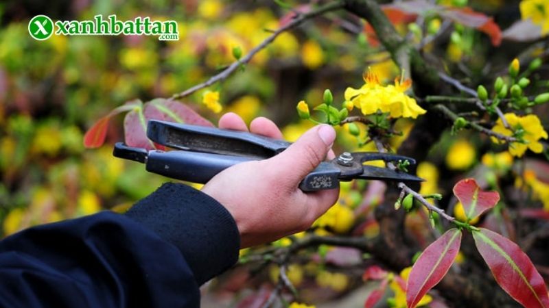 Cắt tỉa cành và rễ hư tổn