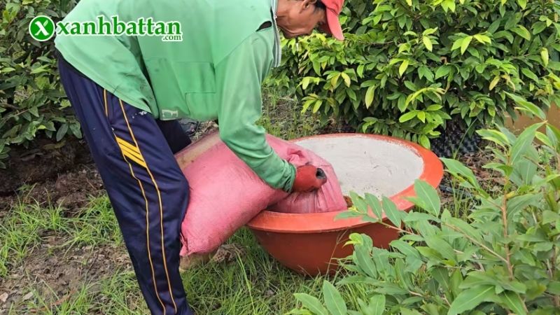 Dùng thuốc kích rễ, kết hợp bổ sung chất dinh dưỡng