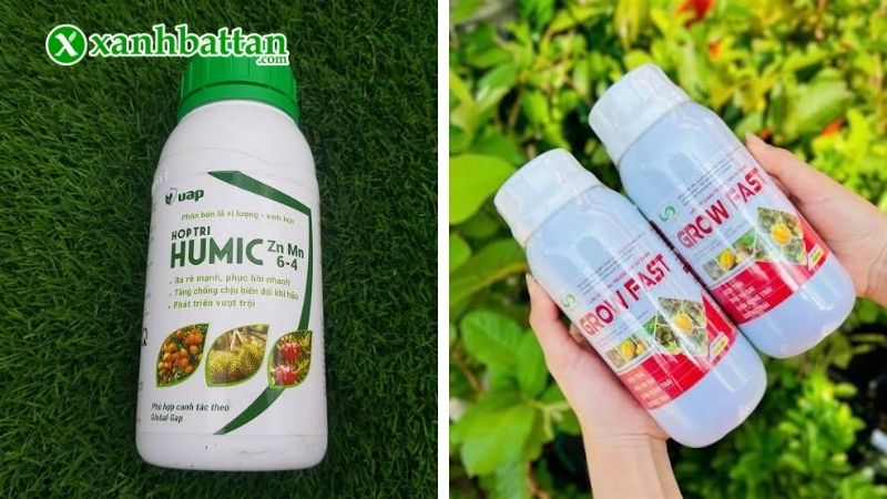 Phân bón vi lượng cho hoa Hồng là gì?
