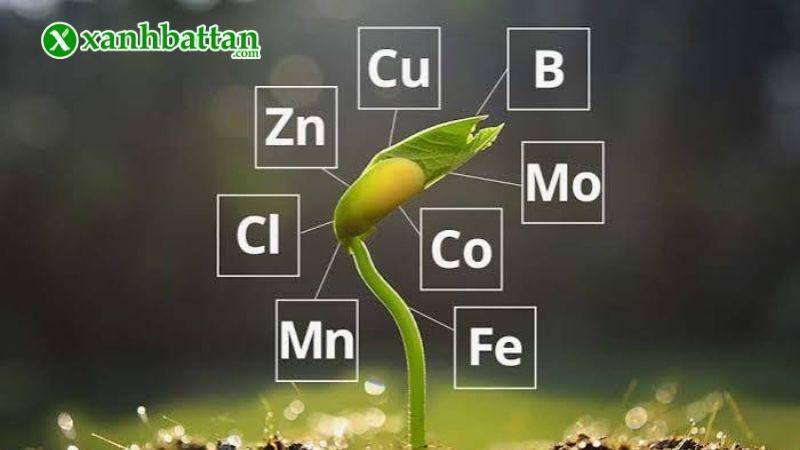 Công dụng của phân bón vi lượng đối với hoa Hồng