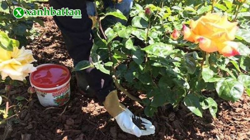 Lưu ý khi sử dụng phân bón vi lượng trên cây hoa Hồng