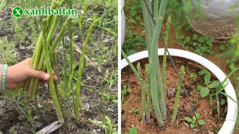 Măng Tây là gì? Giá trị dinh dưỡng