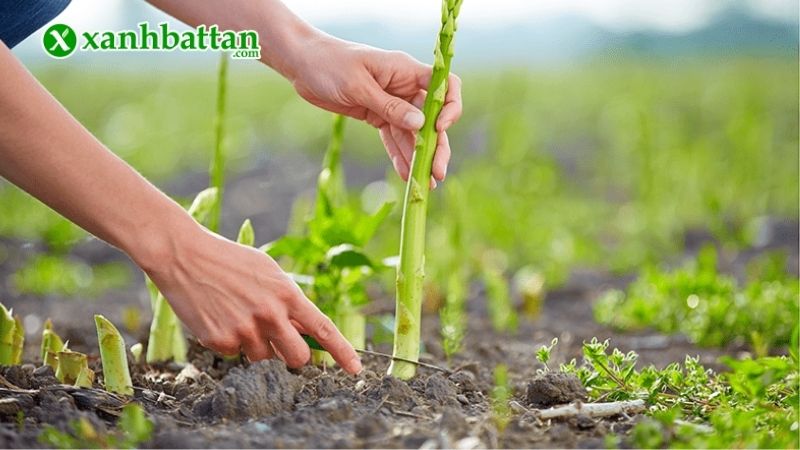 Thời vụ trồng Măng Tây lý tưởng
