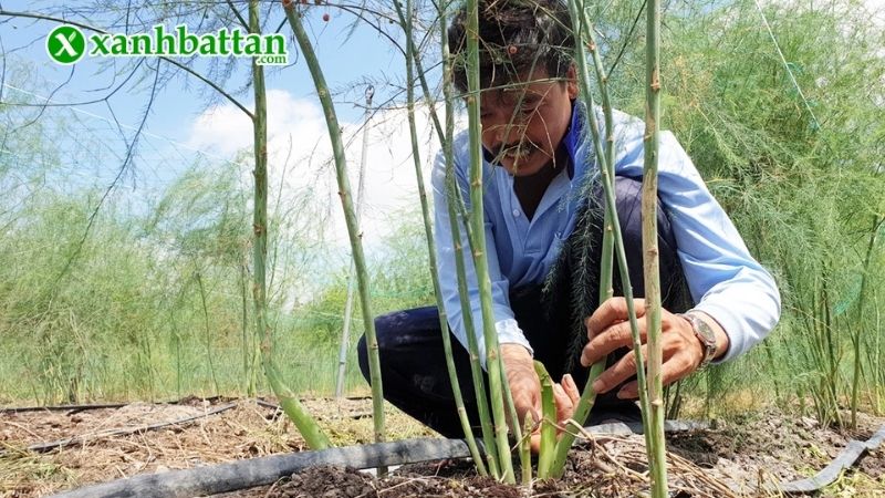 Kinh nghiệm trồng Măng Tây đơn giản ngay tại nhà