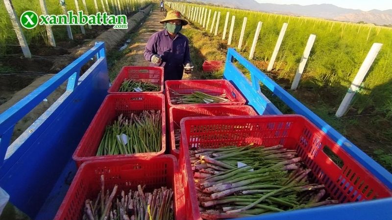 Lưu ý khi tự trồng Măng Tây tại nhà