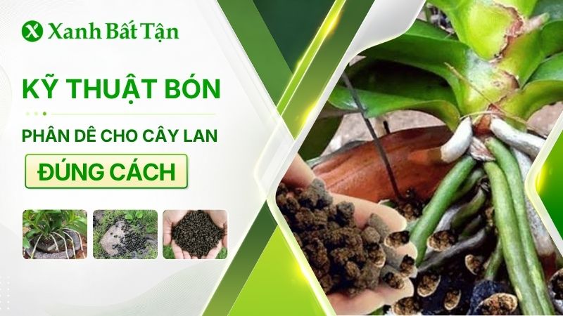 Kỹ thuật bón phân Dê cho Lan đúng cách