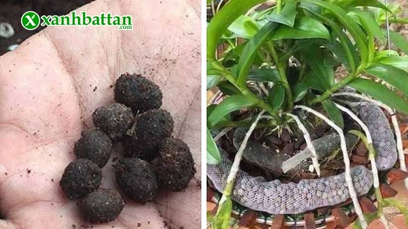 Công dụng của phân dê đối với phong Lan?