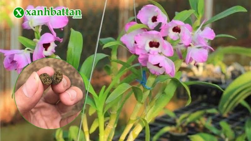 Công dụng của phân dê đối với phong Lan?