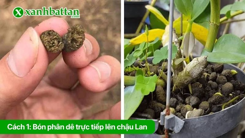 Cách 1: Bón phân dê trực tiếp lên chậu Lan