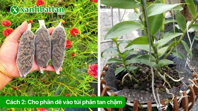 Cách 2: Cho phân dê vào túi phân tan chậm