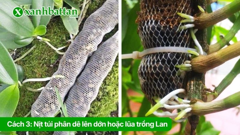 Cách 3: Nịt túi phân dê lên dớn hoặc lũa trồng Lan