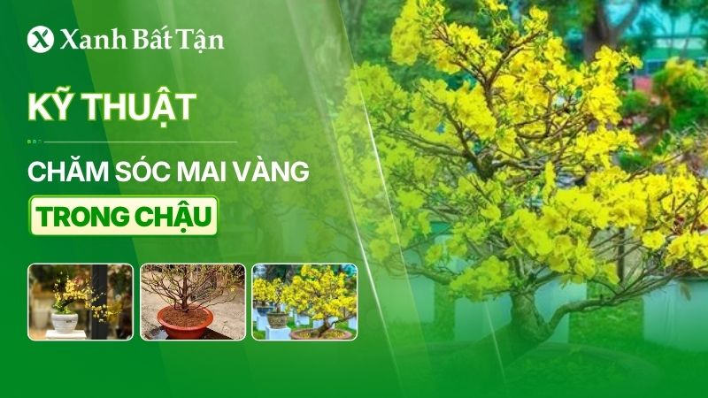 Kỹ thuật chăm sóc Mai vàng trong chậu đúng cách