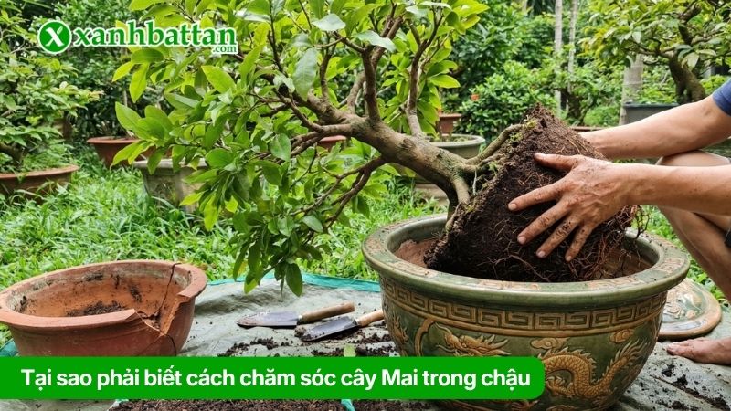 Tại sao phải biết cách chăm sóc cây Mai trong chậu