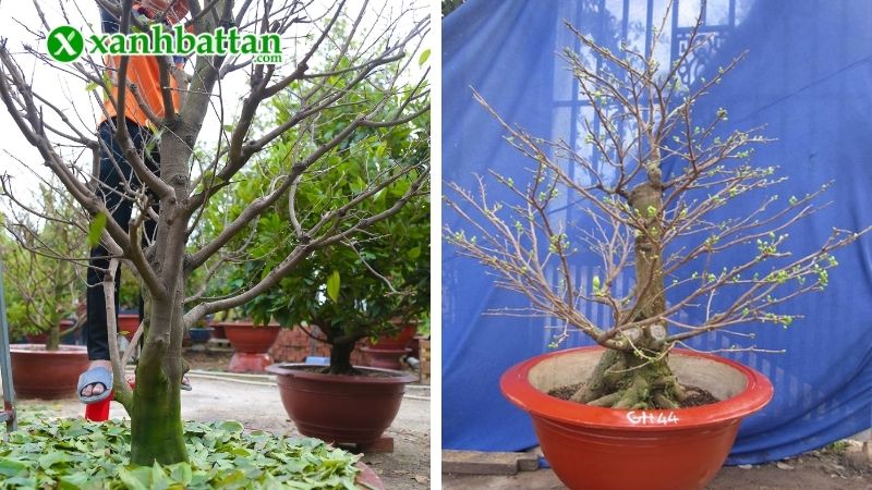 Thời điểm thích hợp để lặt lá Mai trong chậu?