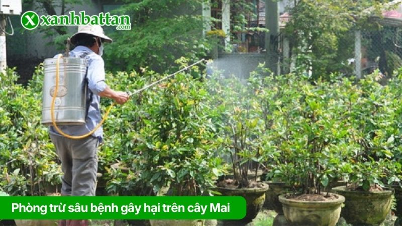 Phòng trừ sâu bệnh gây hại trên cây Mai