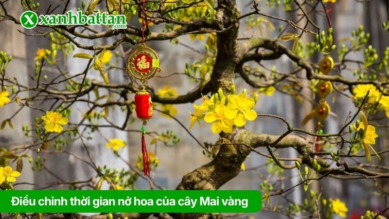 Điều chỉnh thời gian nở hoa của cây Mai vàng