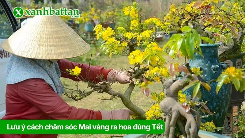 Lưu ý cách chăm sóc Mai vàng ra hoa đúng Tết