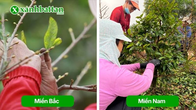Thời điểm lặt (tuốt) lá mai theo từng vùng miền