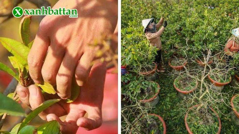 Hướng dẫn kỹ thuật lặt lá Mai vàng đúng cách
