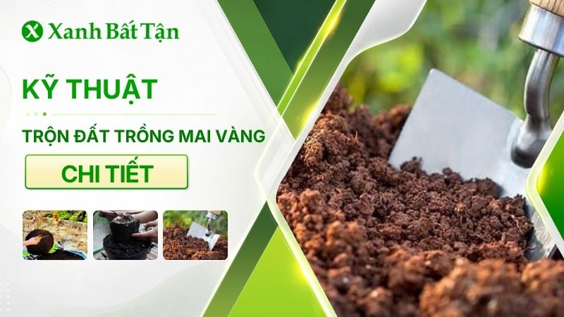 Hướng dẫn kỹ thuật trộn đất trồng Mai vàng chi tiết