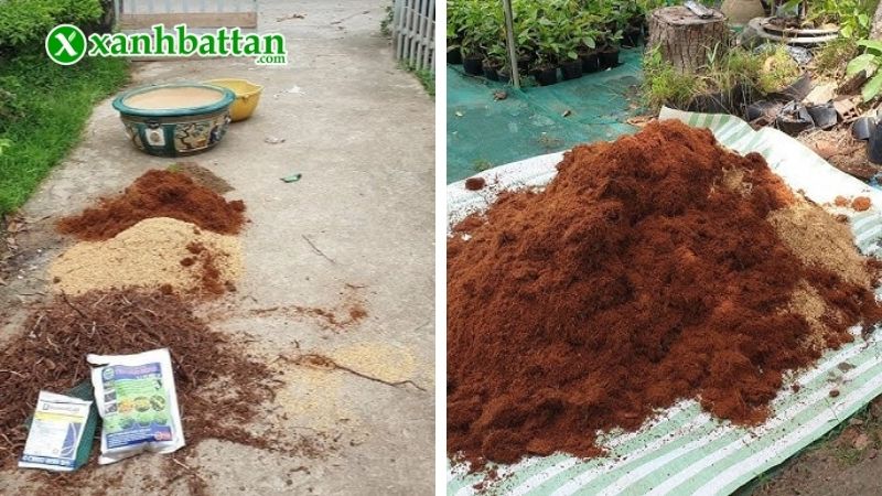 Hướng dẫn chi tiết kỹ thuật trộn đất trồng Mai vàng