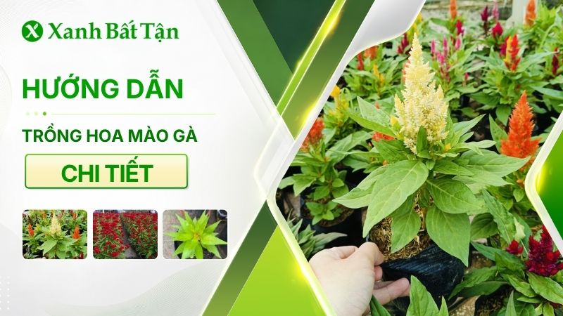 Kỹ thuật trồng hoa mào gà chi tiết