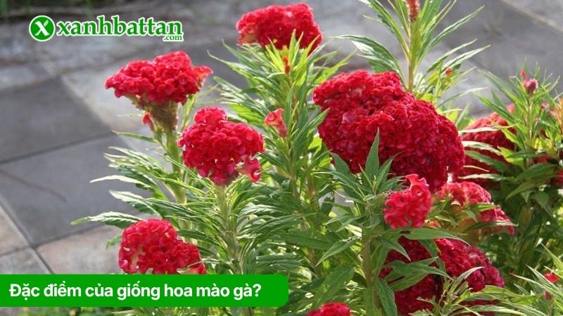 Đặc điểm của giống hoa mào gà?