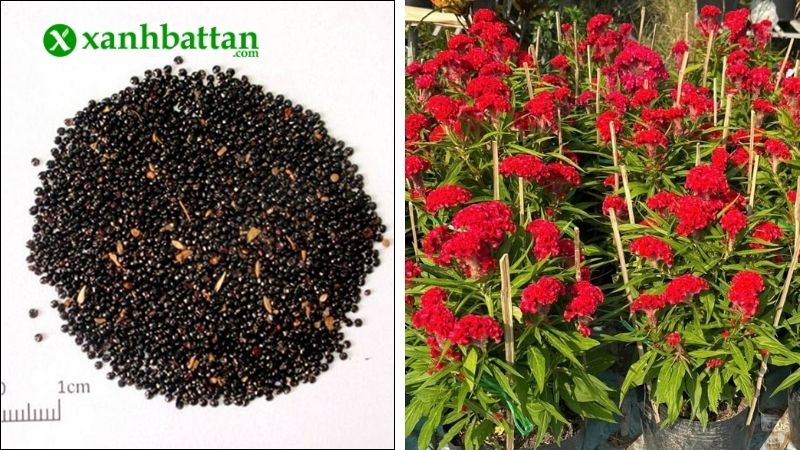 Thời điểm gieo hạt mào gà
