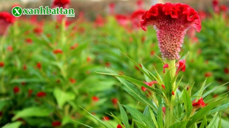 Kỹ thuật tưới nước, bón phân
