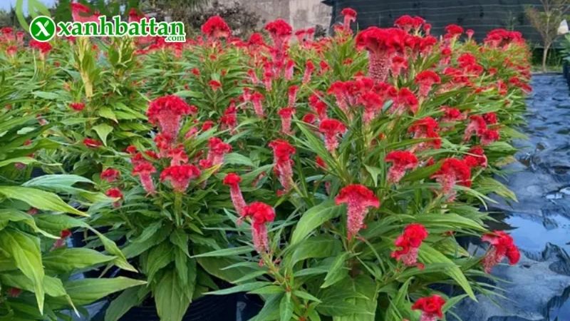 Phòng trừ sâu bệnh gây hại trên hoa mào gà