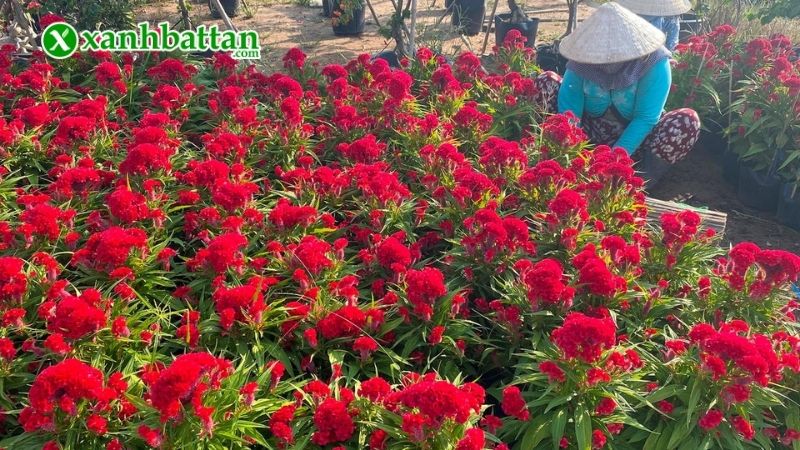 Kỹ thuật bấm ngọn, tỉa cành hoa mào gà
