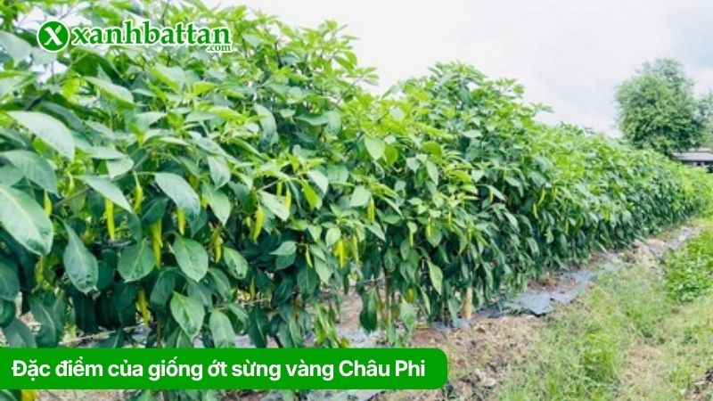 Đặc điểm của giống ớt sừng vàng Châu Phi