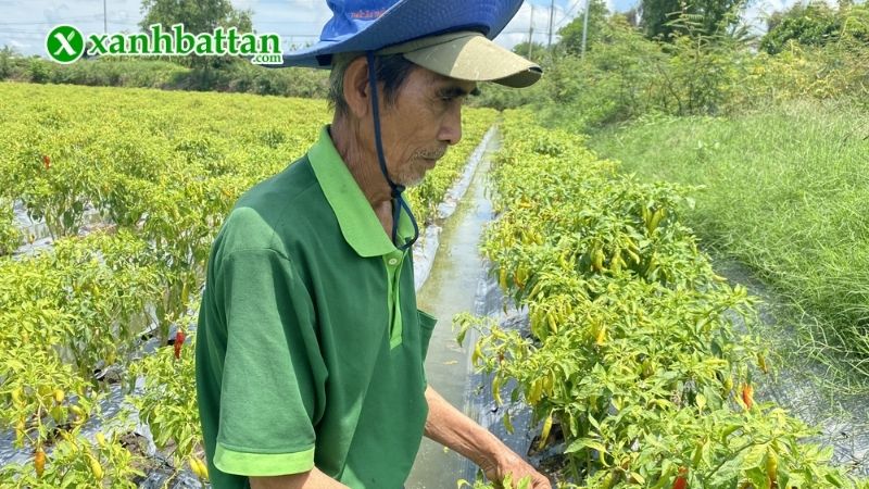Kỹ thuật trồng ớt sừng vàng châu phi đơn giản