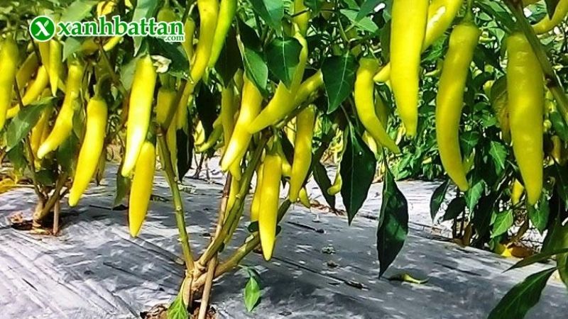 Kỹ thuật trồng ớt sừng vàng châu phi đơn giản