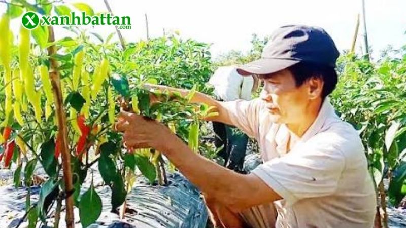 Lưu ý khi trồng ớt sừng vàng Châu Phi