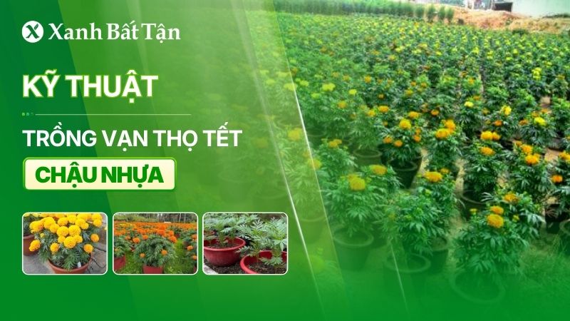Kỹ thuật trồng vạn thọ Tết trong chậu nhựa