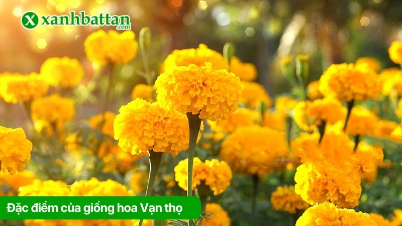Đặc điểm của giống hoa Vạn thọ