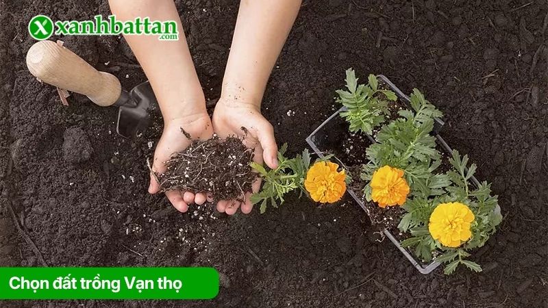 Chọn đất trồng Vạn thọ