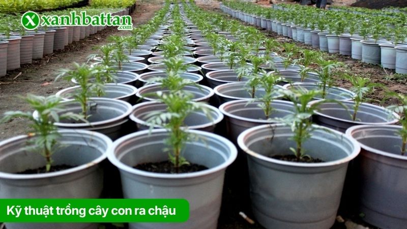 Kỹ thuật trồng cây con ra chậu