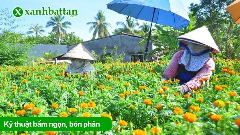 Kỹ thuật bấm ngọn, bón phân